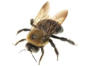 A1Exterminators carpenter bee white background courtey of pest world