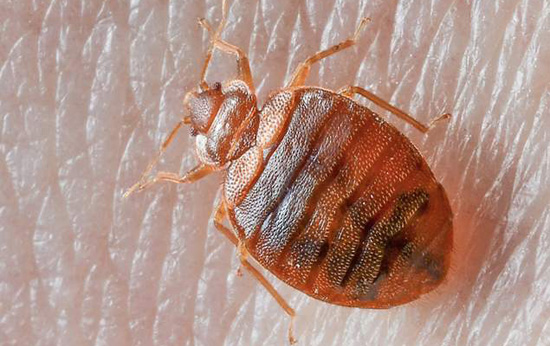A1Exterminators bedbugs 2019