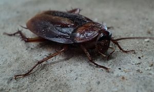 A1Exterminators What’s Inside Cockroach Droppings 1 A1Exterminators cockroach 70295 640