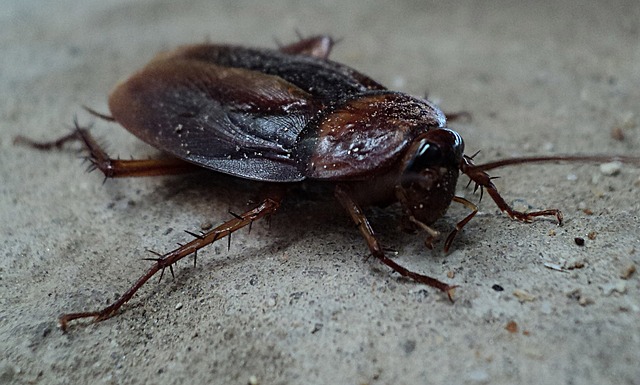 A1Exterminators cockroach 70295 640