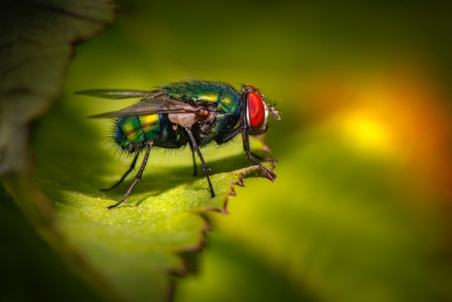 A1Exterminators erik karits H4T1TgWfRW4 unsplash