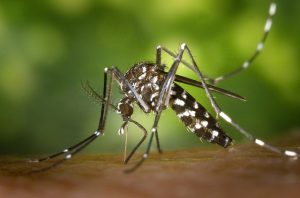 A1Exterminators mosquito 49141 640
