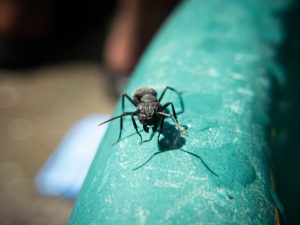 A1Exterminators Carpenter Ant Nest Location 1 A1Exterminators raj madhvi bZV77UzNJjM unsplash