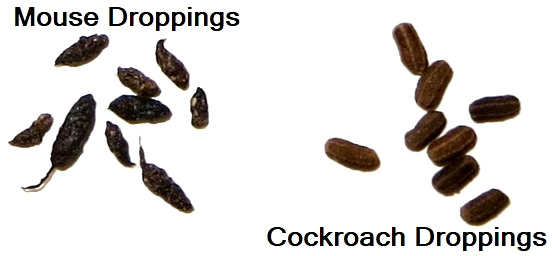 Mouse droppings vs. cockroach droppings: Mouse droppings are not as perfectly cylindrical.