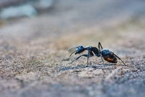 A1Exterminators wolfgang hasselmann CTylG2SDkcI unsplash