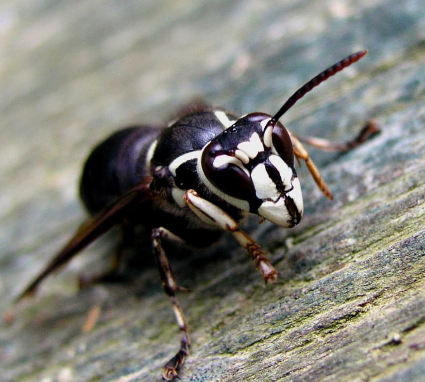 A1Exterminators bald faced hornets
