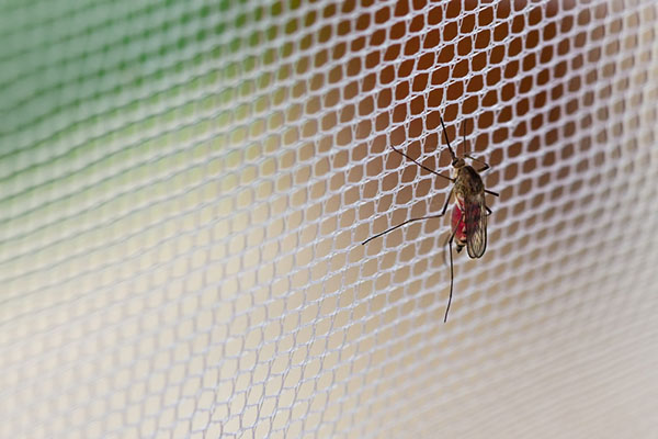 A1Exterminators mosquito inside home