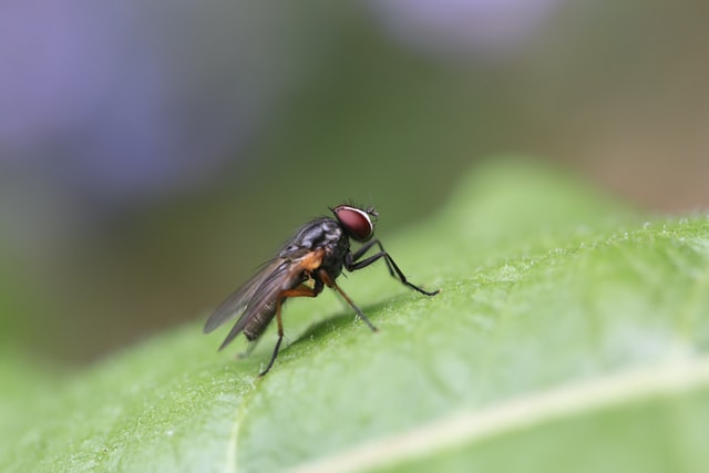 A1Exterminators rob pumphrey xUPYkzQ5vtQ unsplash