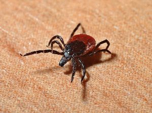A1Exterminators tick 1271763 640
