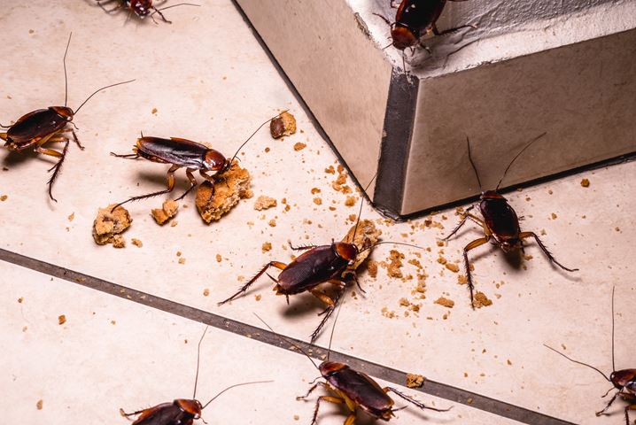 A1Exterminators cockroach allergy