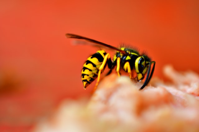 A1Exterminators dan kb LTECPlcp3Xc unsplash