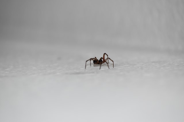 A1Exterminators elizabeth praetz 8NMLWPo5z4w unsplash