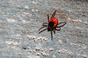 A1Exterminators Why Fall Ticks Are the Most Dangerous 2 A1Exterminators erik karits KtFi0m12WGc unsplash