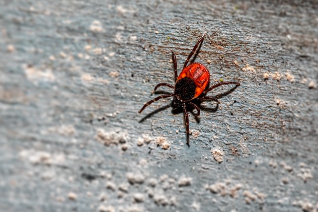 A1Exterminators erik karits KtFi0m12WGc unsplash