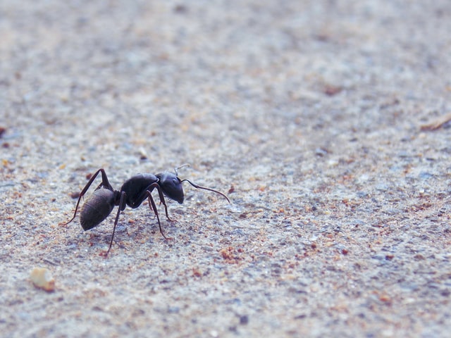 A1Exterminators jenny chambers WIGe9QMVclM unsplash
