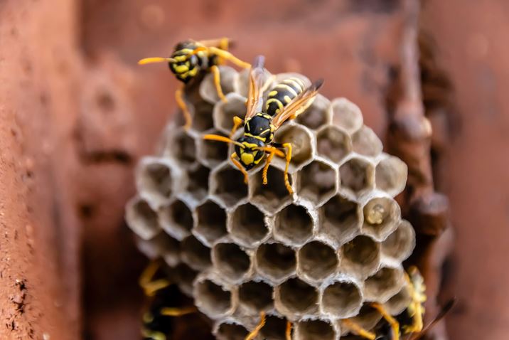 A1Exterminators yellow jackets nest