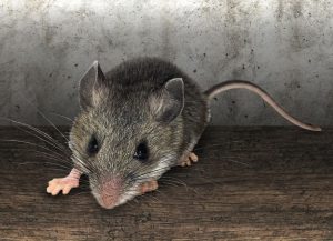 A1Exterminators mice in house