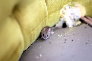 A1Exterminators mouse couch cottom