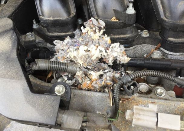 A1Exterminators rodent car nest