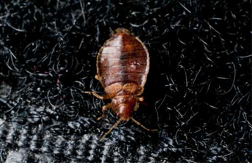 A1Exterminators bedbug carpet