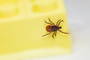 A1Exterminators Tick Diseases 1 A1Exterminators erik karits h0eqK0ZdeJo unsplash