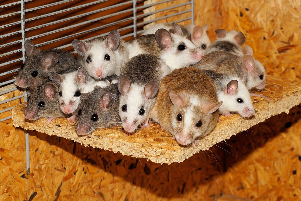 A1Exterminators mice 800875 960 720