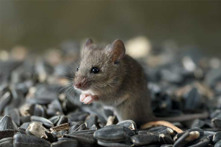 A1Exterminators mouse eating