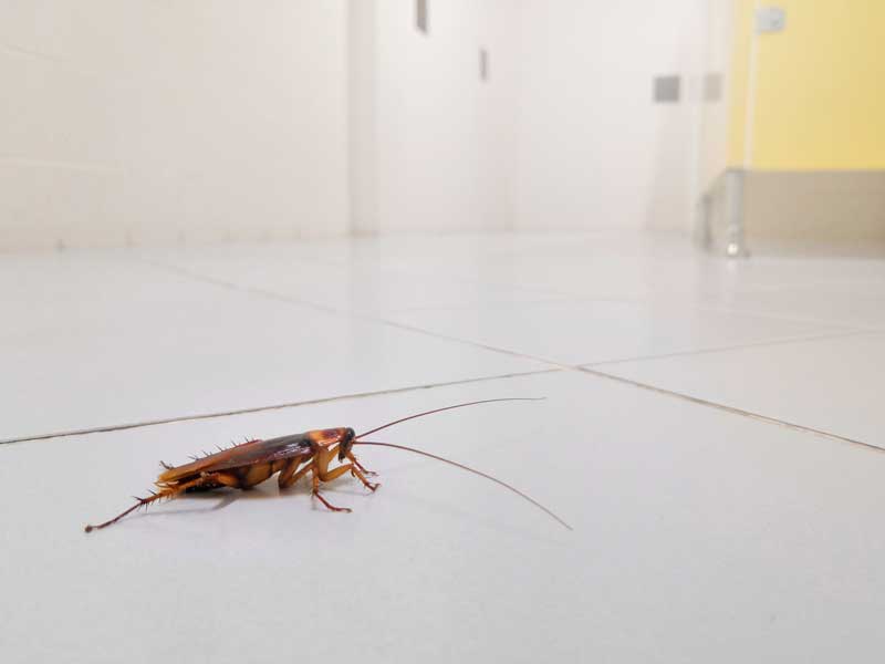 A1Exterminators cockroach kitchen