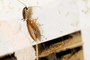 A1Exterminators cockroaches2
