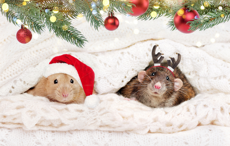 A1Exterminators iStock 1178970684