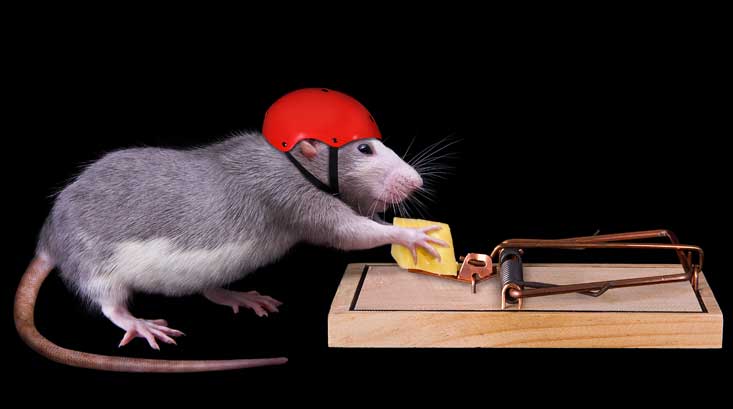 A1Exterminators mice cheese