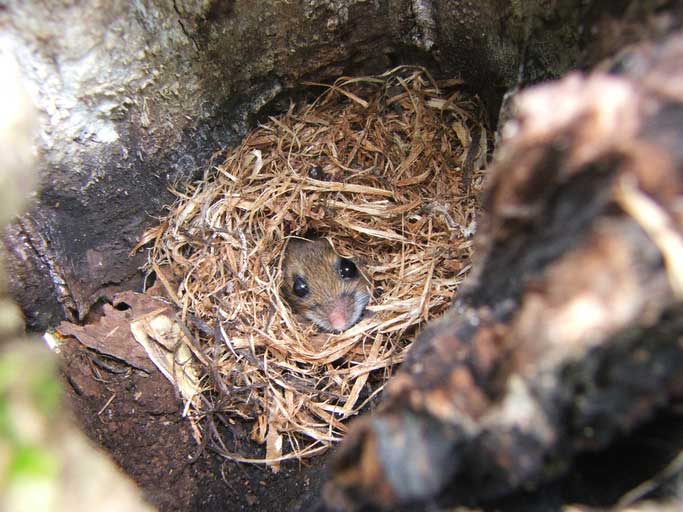 A1Exterminators mouse nest