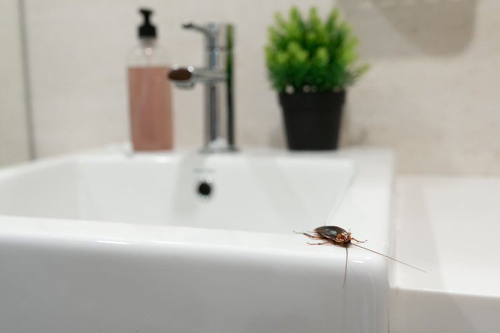 A1Exterminators Cockroaches 3