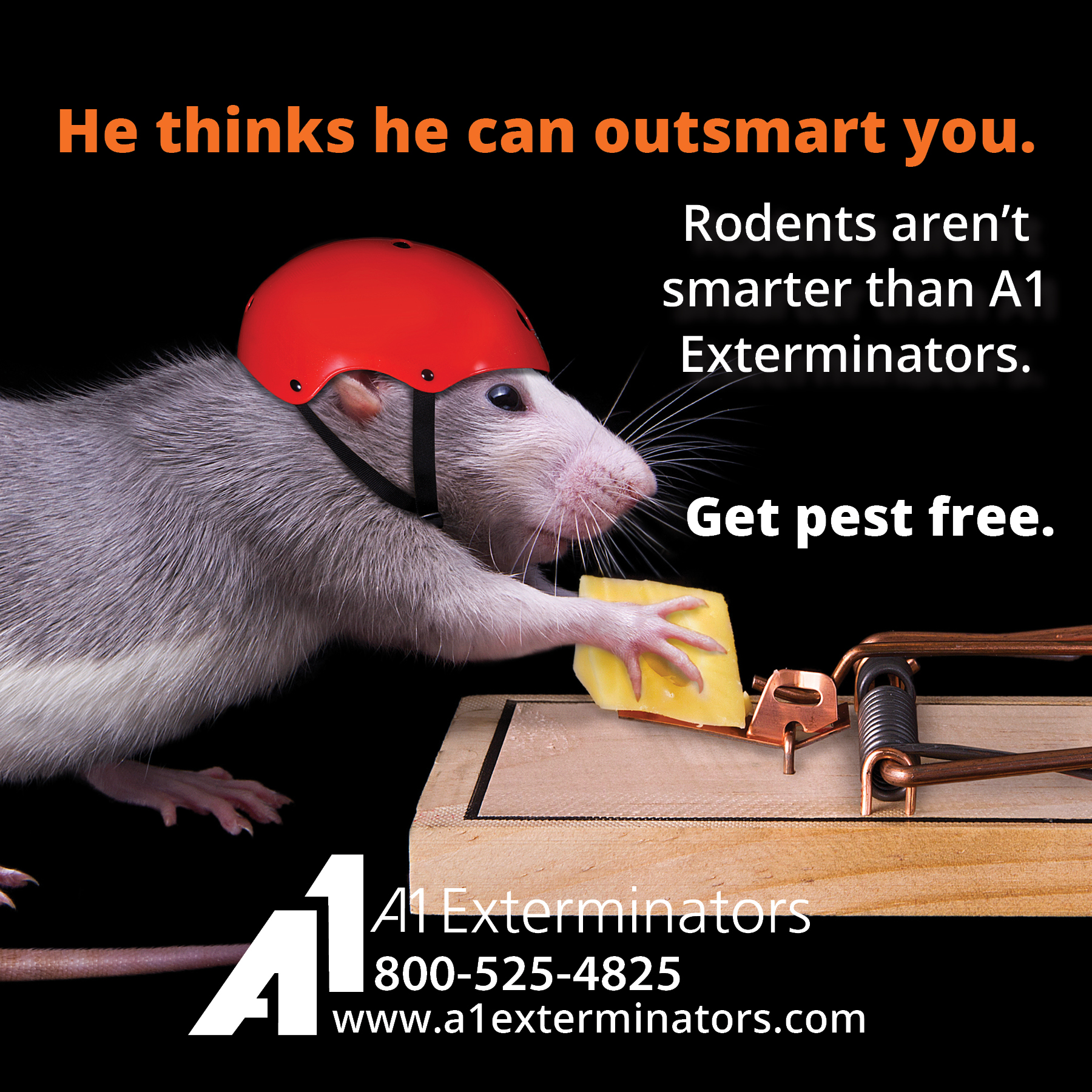 Rat with bike helmet taking cheese off of mouse trap. "He thinks he can outsmart you. Rodents aren't smarter than A1 Exterminators. Get pest free. [A1 Logo]