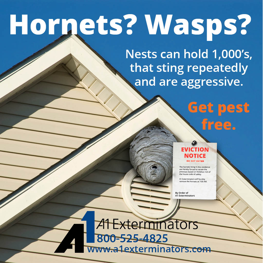 Wasp nest with eviction notice attached. "Hornets? Wasps? Nests can hold thousands, that sting repeatedly and are aggressive. Get pest free." [A1 Logo]