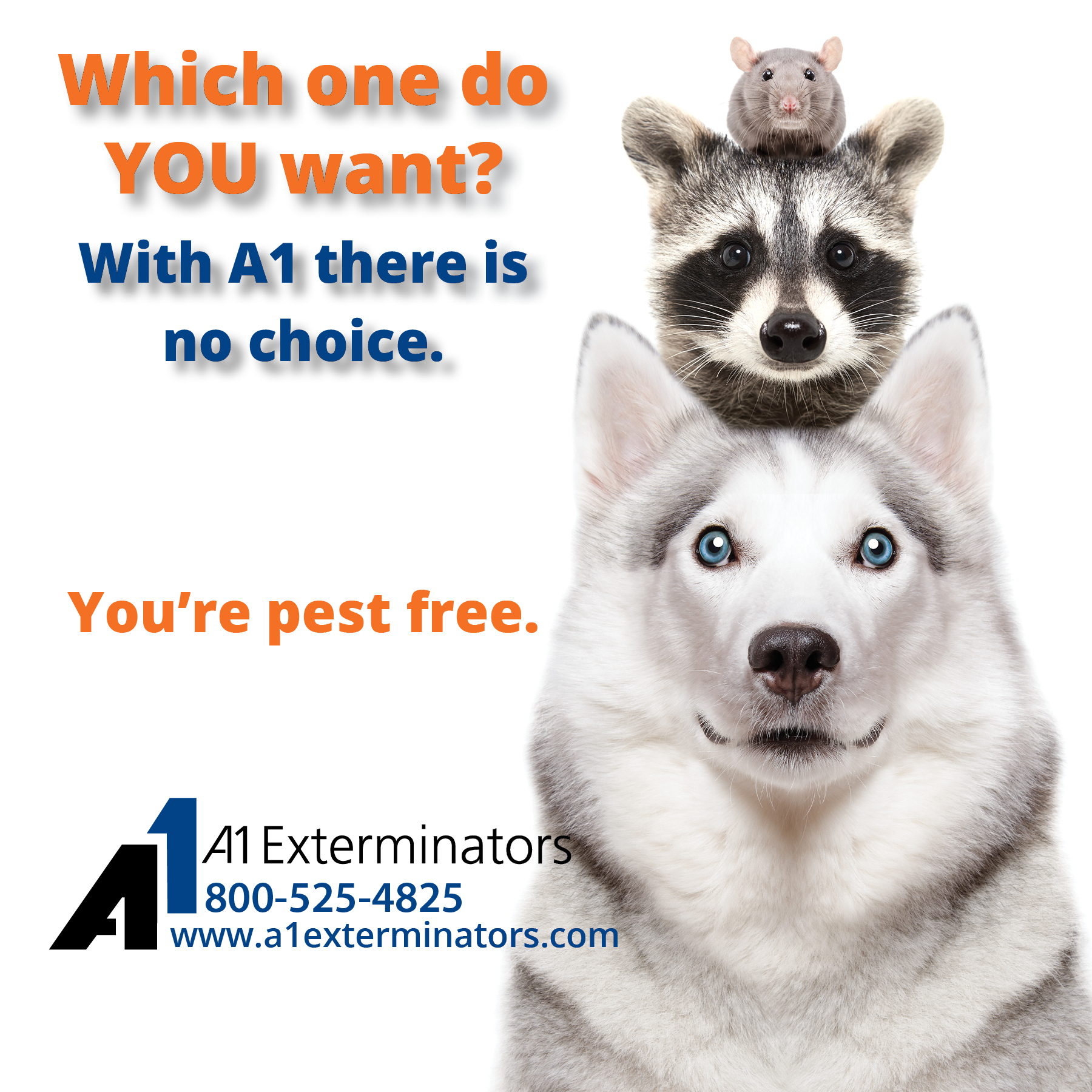 Wolf, Raccoon, and Rat cutely mounted head-over-head. "Which one do you want? With A1 there is no choice. You're pest free." [A1 Logo]