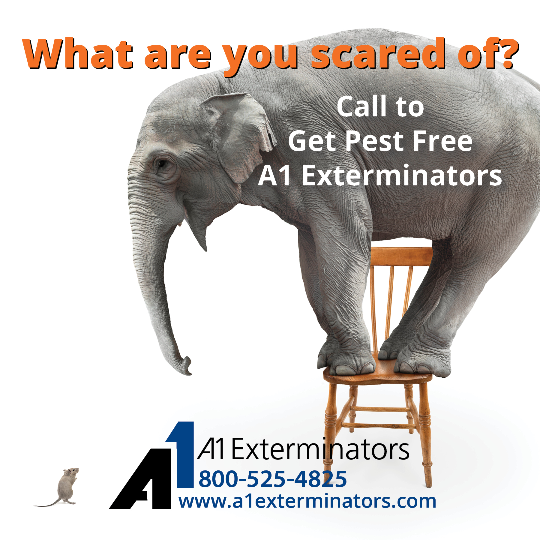 Elephant standing on chair afraid of mouse. "What are you scared of? Call to get pest free A1 Exterminators" [A1 Logo]
