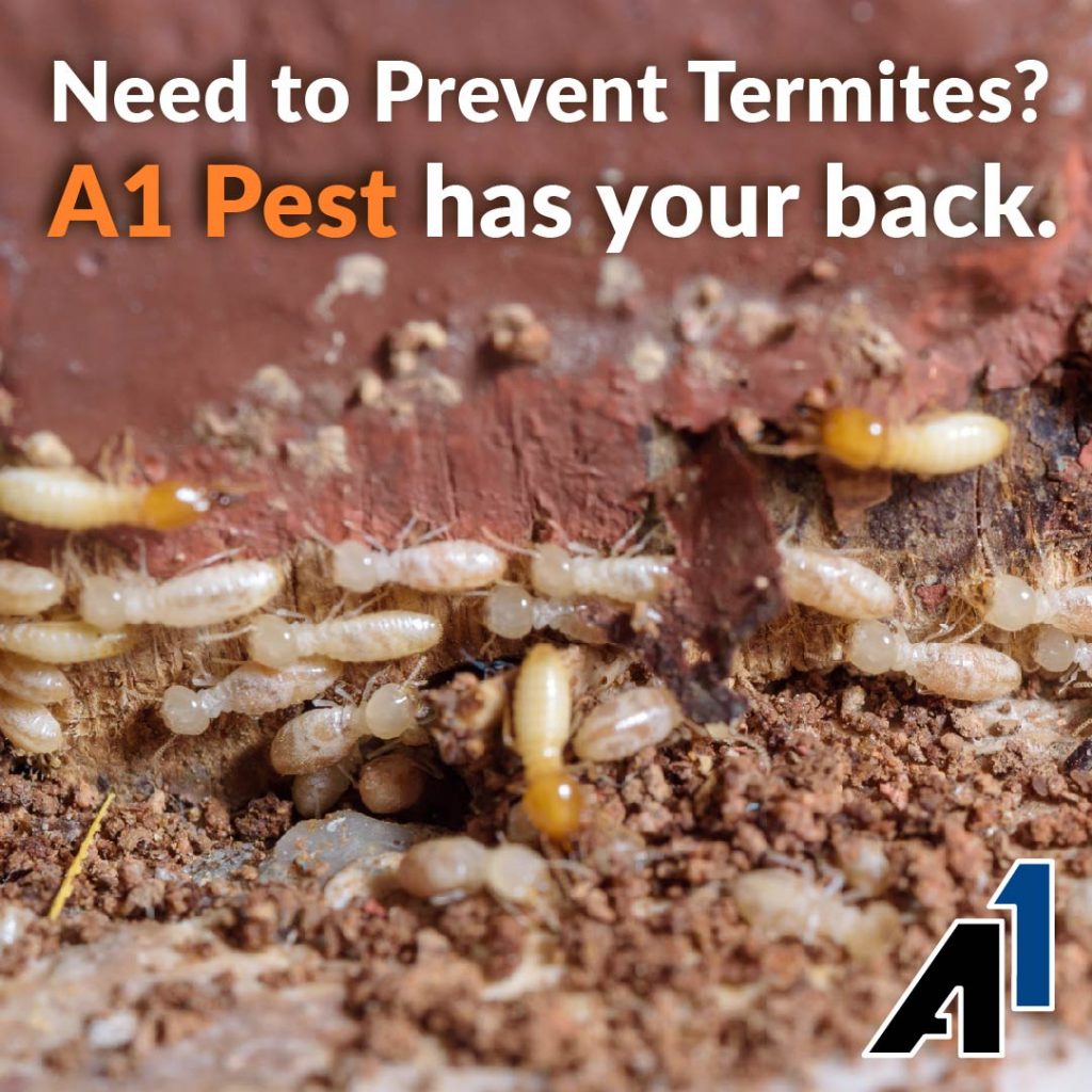 Get Rid of Termites & Protect Your Precious Wood Furniture A1