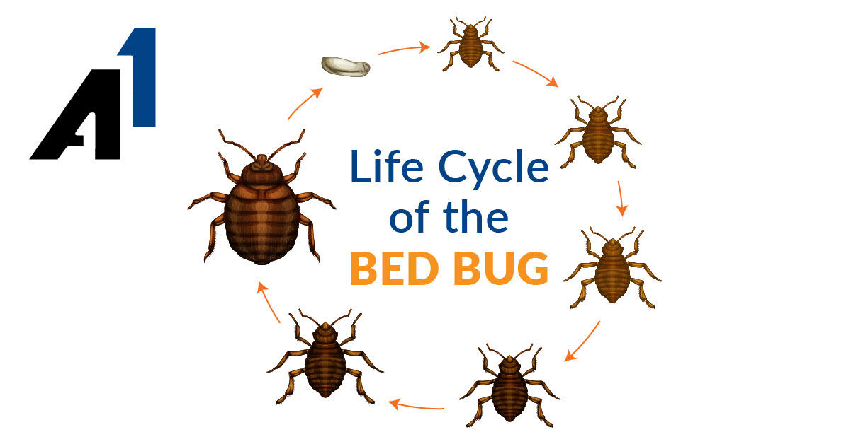 "Life cycle of the bed bug." Shows circle of seven bed bugs ranging in maturity from larvae to adult. [A1 Logo]