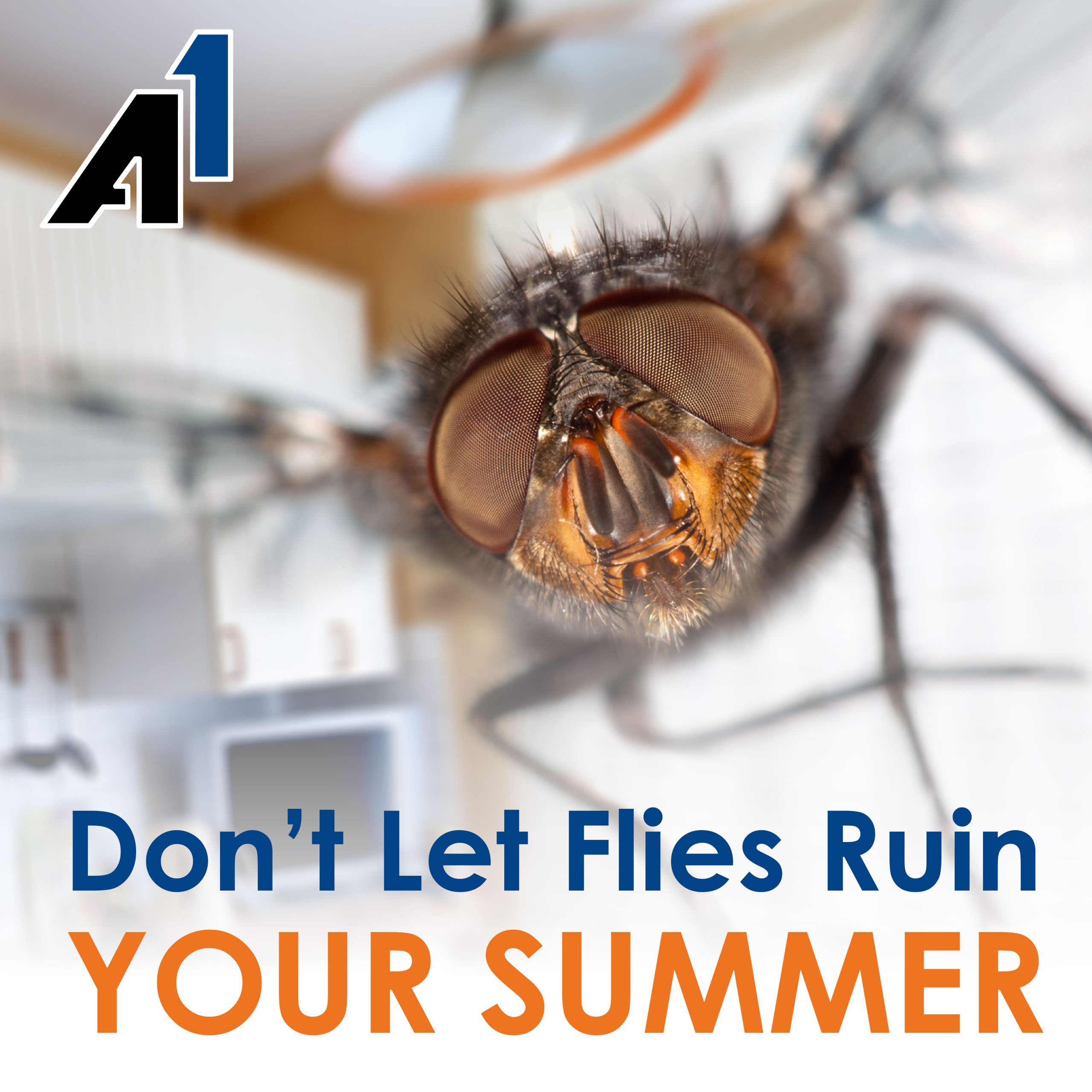 Close-up photo of a fly. "Don't let flies ruin your summer."