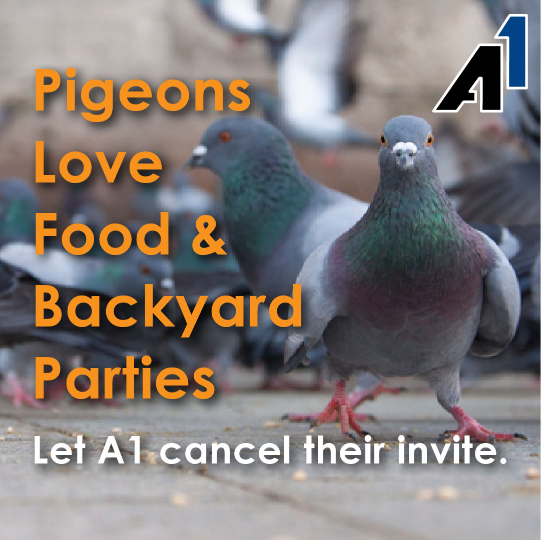 Group of pigeons. "Pigeons Love Food & Backyard Parties. Let A1 cancel their invite."
