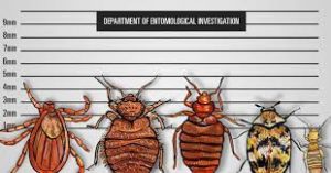 A1Exterminators bedbugs mugshot