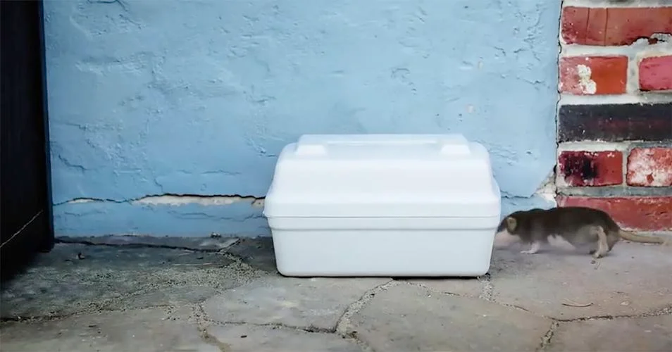 A1Exterminators Rodent Control | Peabody Ahead of the 'Rat' Pack 3 Contrapest Box