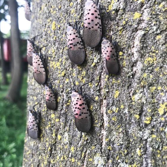 A1Exterminators The Spotted Lanternfly 'spotted' in Massachusetts! Wanted: Dead. 2 Spotted Lanternflies on Tree