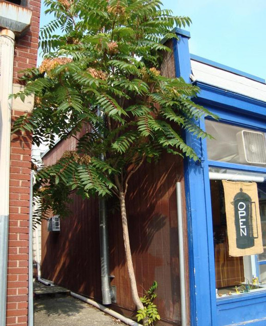 The Spotted Lanternfly 'spotted' in Massachusetts! Wanted Dead. A1