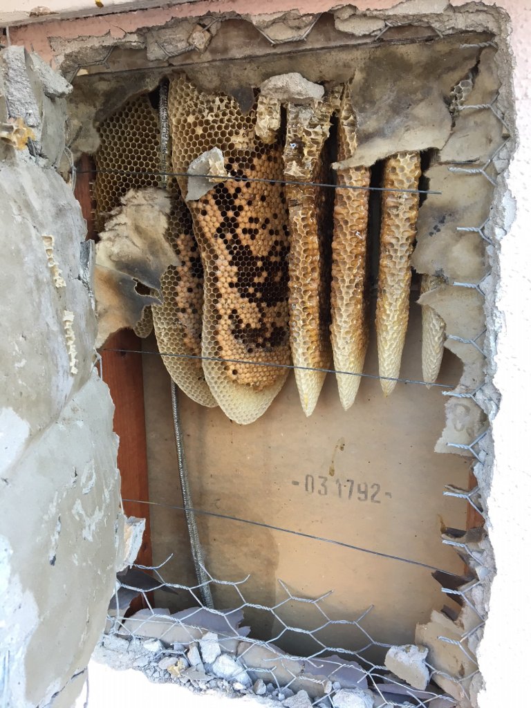 Beehive inside attic wall