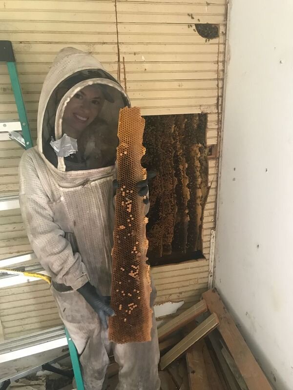Beekeeper holds meter-long piece of hive found within wall.