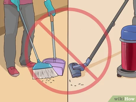 Illustration of sweeping and vacuuming rodent droppings, with "X" overlaid to suggest against doing either.