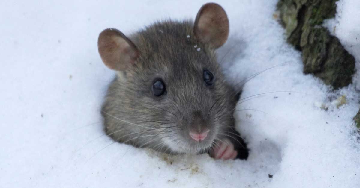 Rat submerged in snow pile
