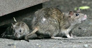 A1Exterminators A1 Exterminators: Boston's Rodent Control Experts Since 1965 3 Two wild rats emerge from a sewer drain, Boston